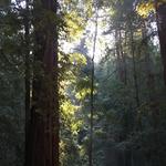 Big Basin Redwoods State Park