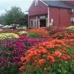 Terhune Orchards