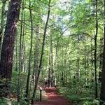 Lost 40 Scientific and Natural Area (SNA)