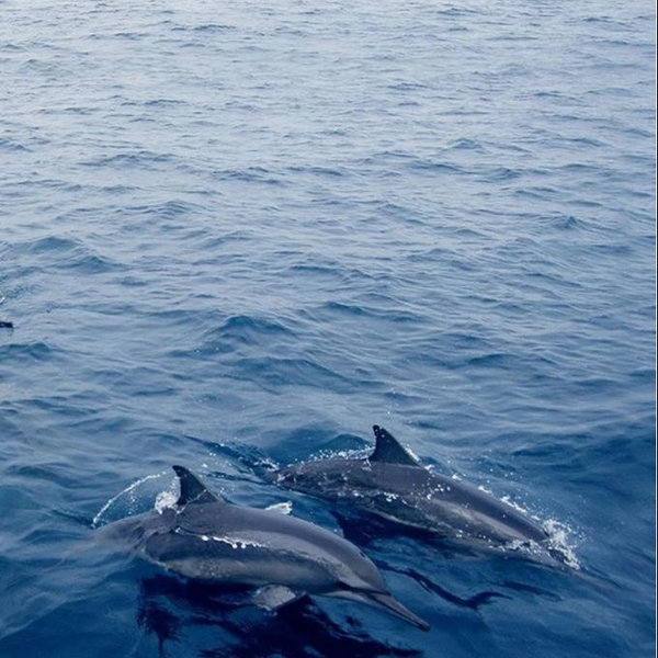 Dolphin Watching Tour