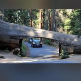Sequoia National Park's Tunnel Log