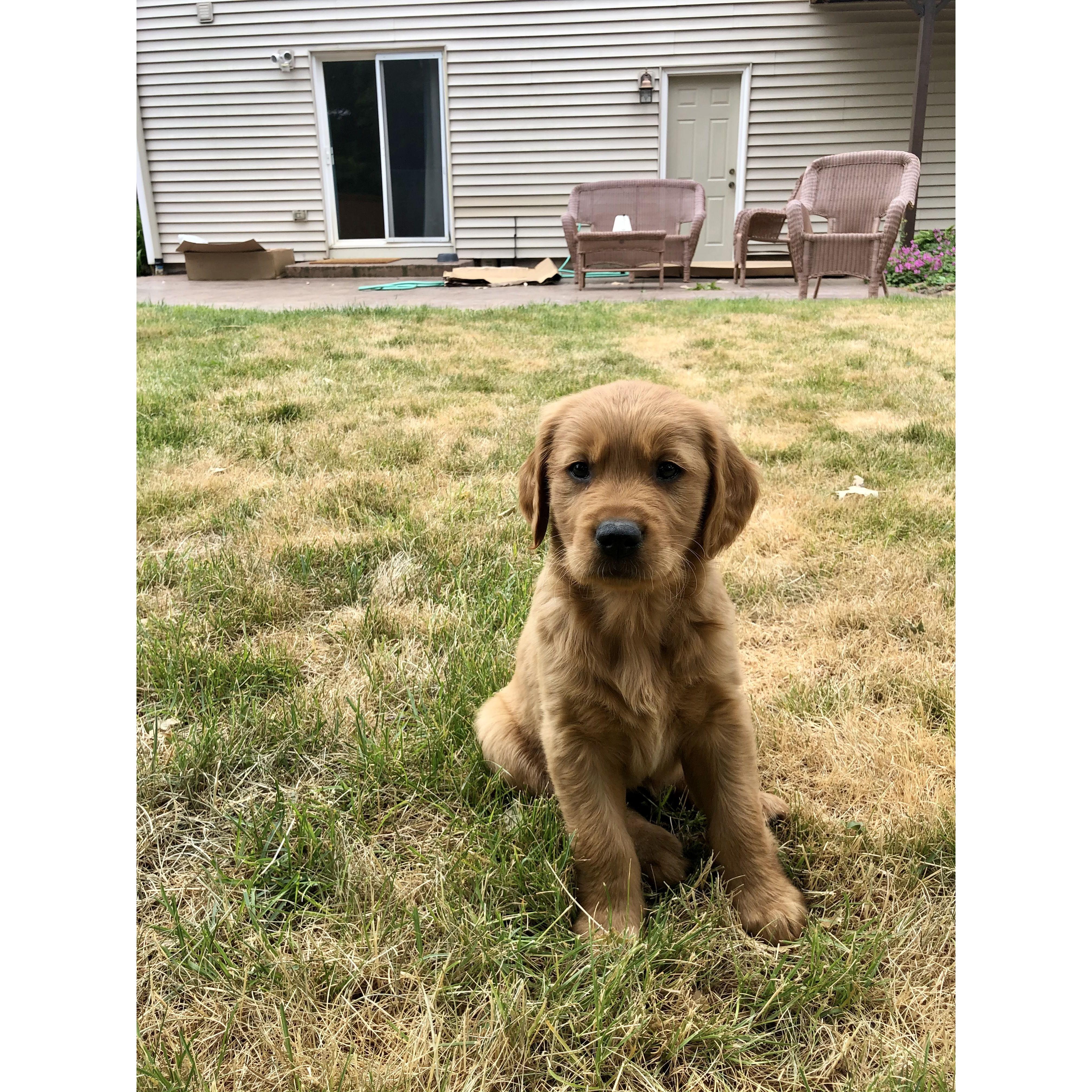 We're dog parents to two dogs!! Meet Dunkin. - June 2021