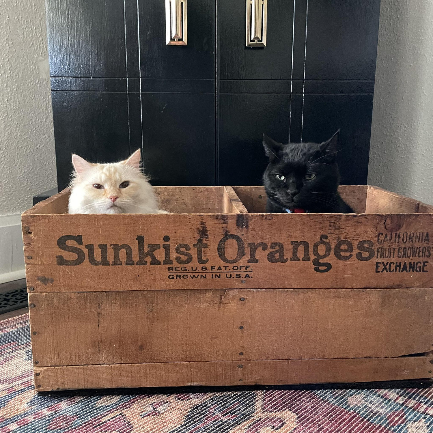Alex and Jacob’s cats Bean and Swoosh (originally Alex’s cats)