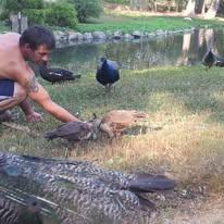 feeding the peacocks