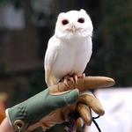 Peace River Wildlife Center