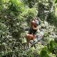 Treetop Canopy Adventure Zipline for 2 - Dennery, Saint Lucia