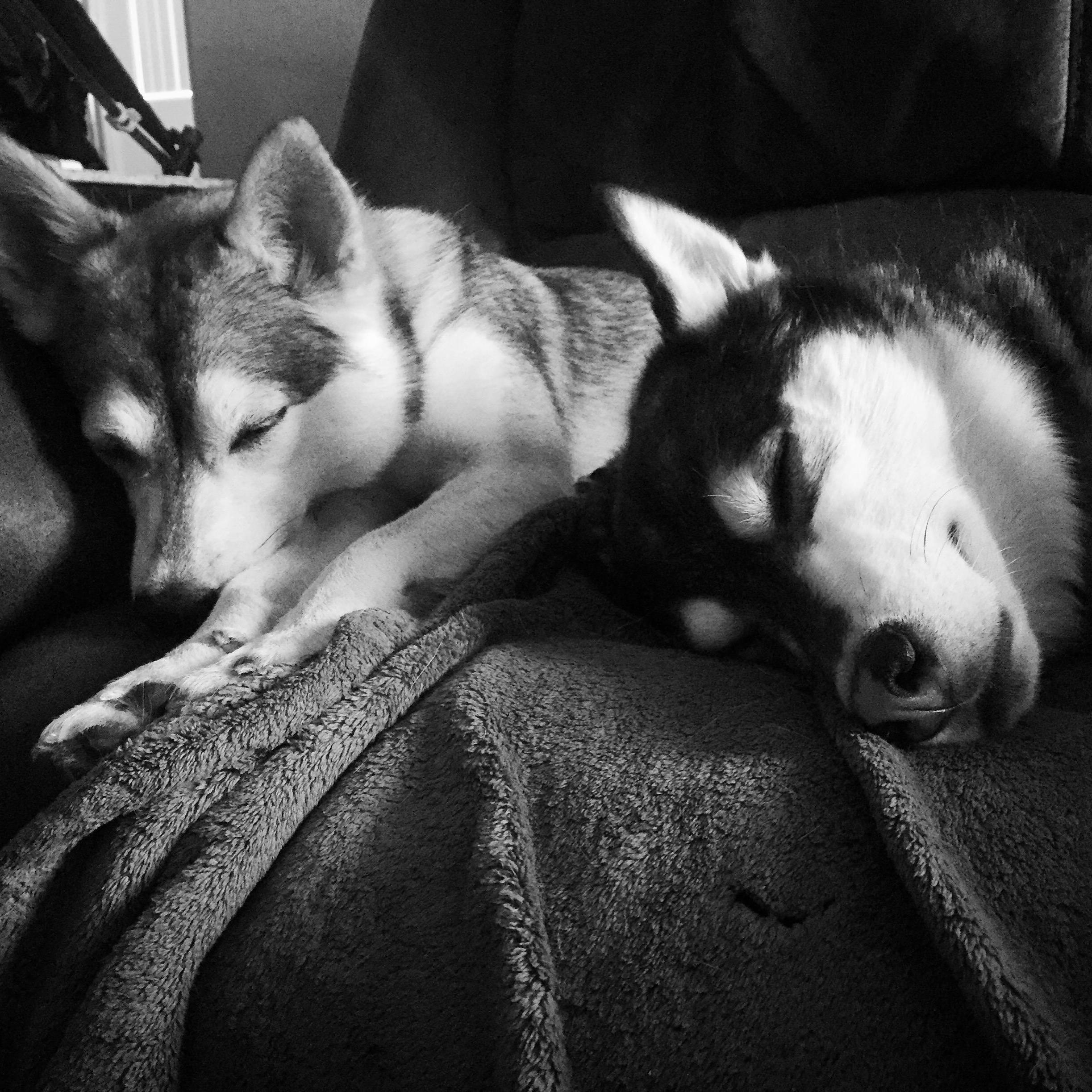 Our sweet wolves.