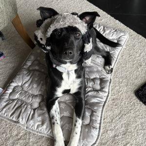 Willow Puppy Fund
