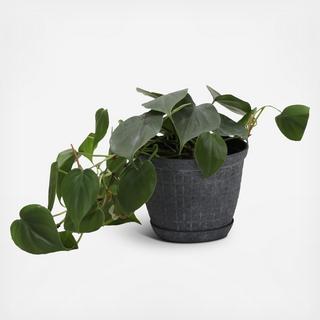 Green Philodendron