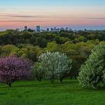 Arnold Arboretum of Harvard University