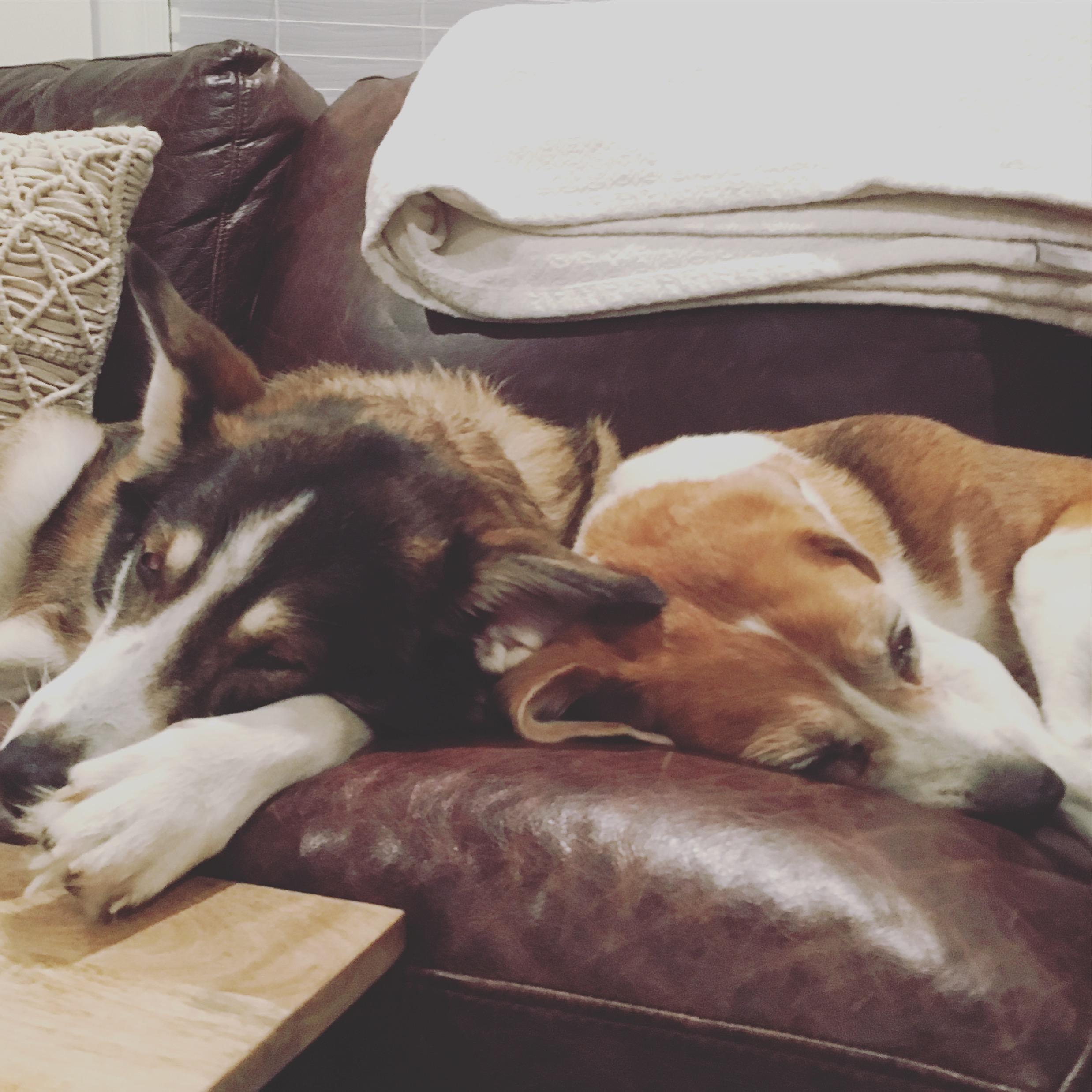 Our fur babies.