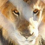Lion Habitat Ranch inc