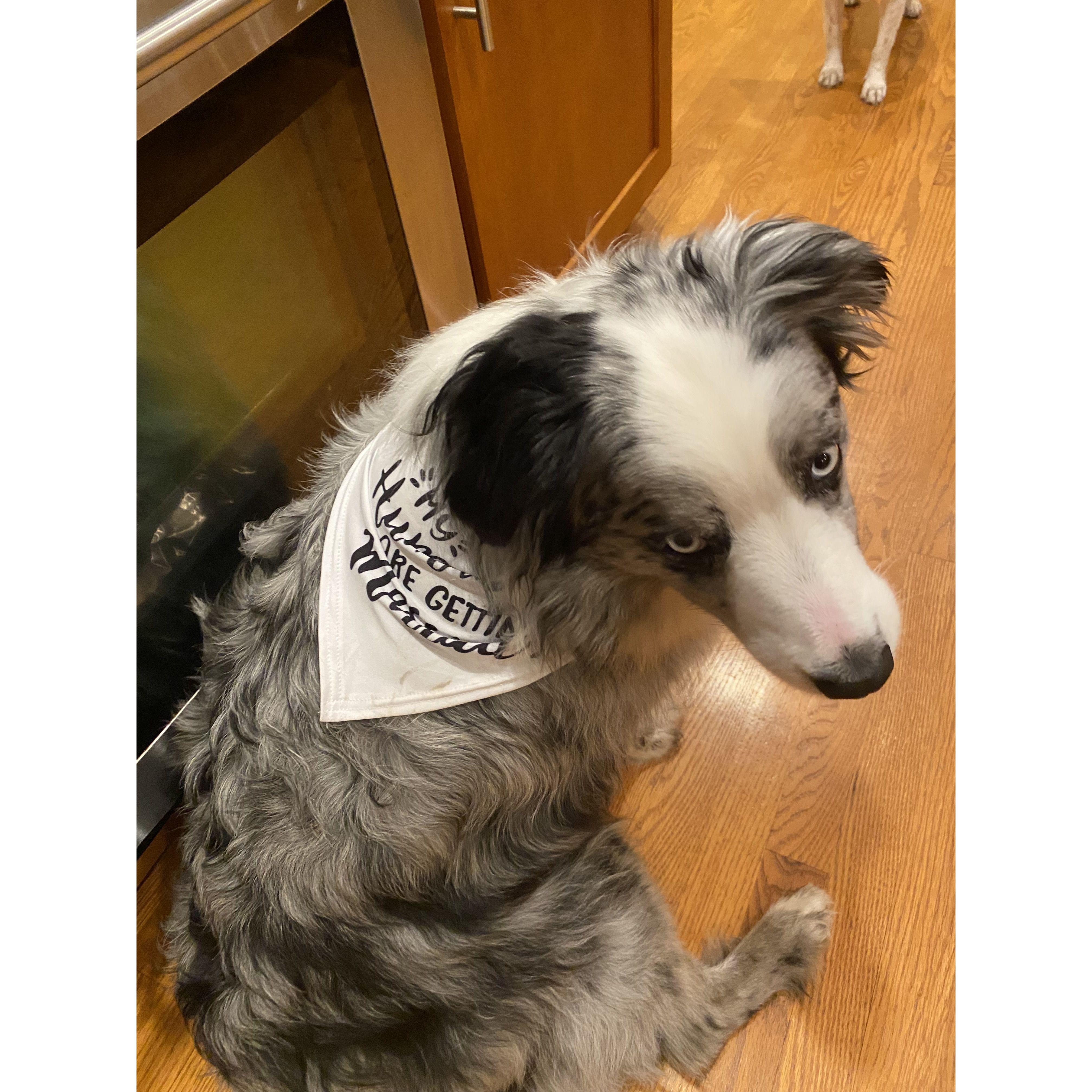 Zoe is so excited for her humans to get married!