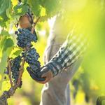 Wine Tasting in Bodegas Luzón