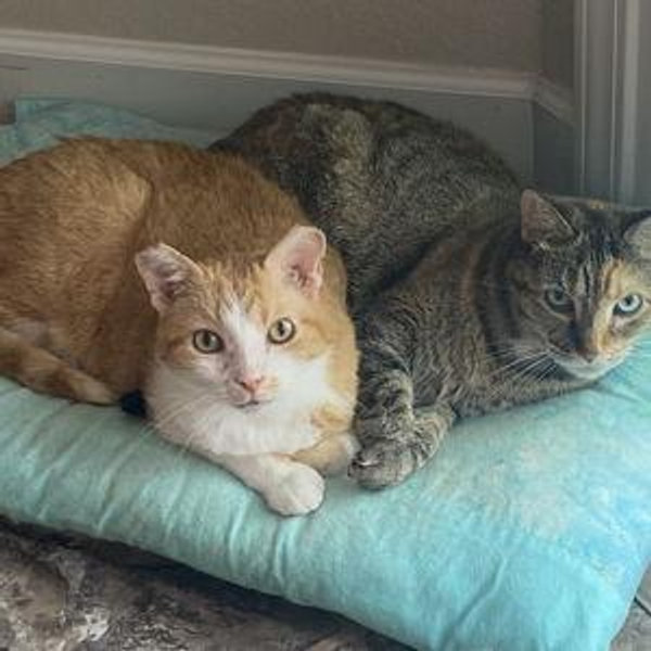 Partners for Pets Fund