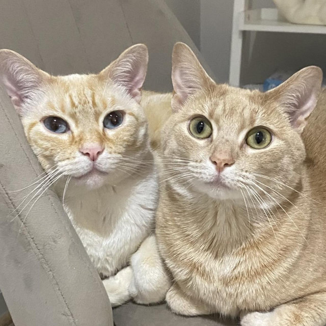 Cat care for our honeymoon!