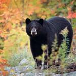 Cades Cove