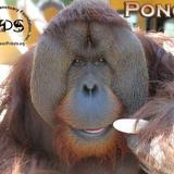 Suncoast Primate Sanctuary