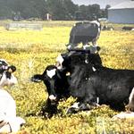 Vanderwende Farm Creamery