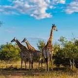 Kruger Park