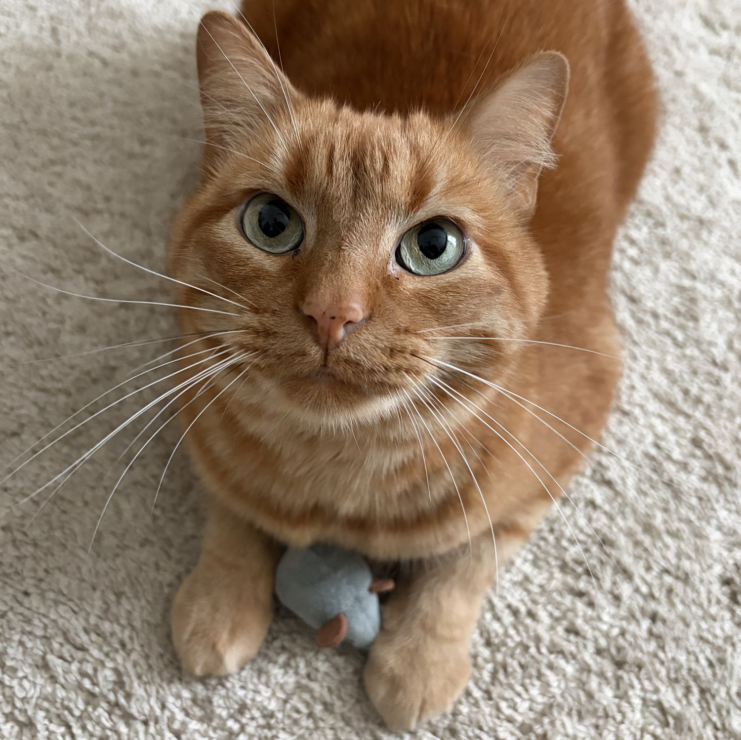 He would like to know if you have time to play with his favorite toy?