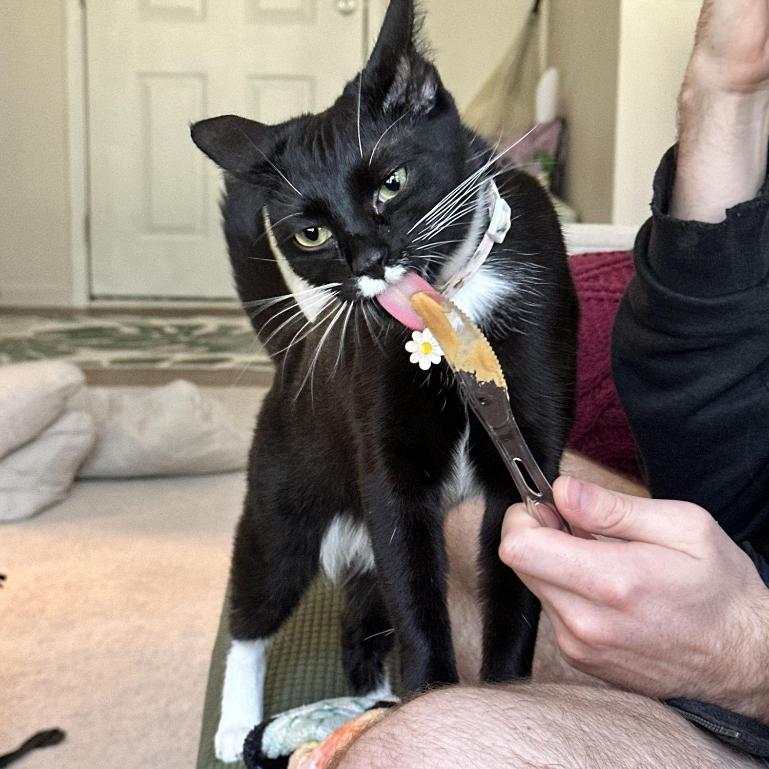 Our crazy, energetic, and adorable baby tux cat, Ellie Mae Kreiling