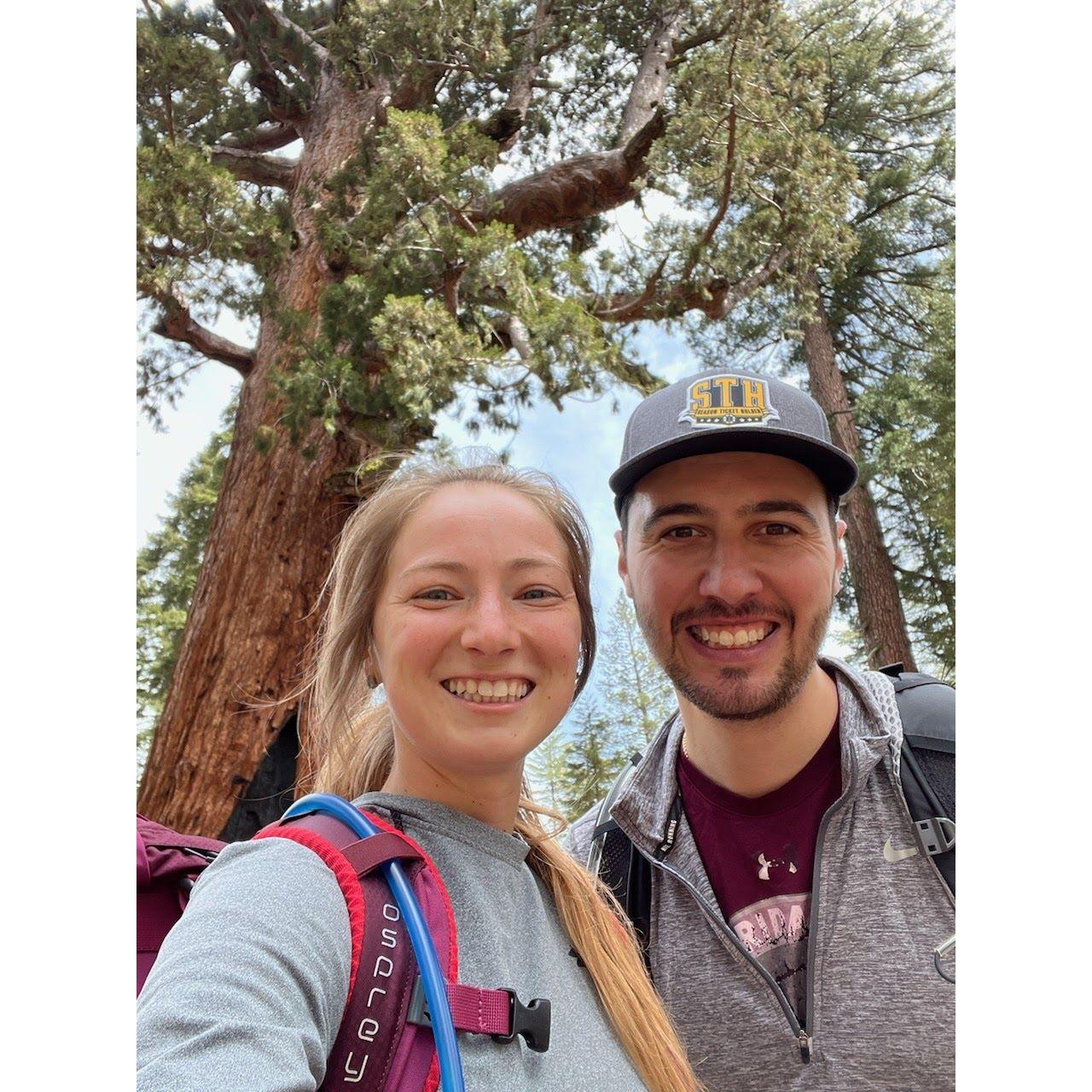 Visiting the redwoods in CA!