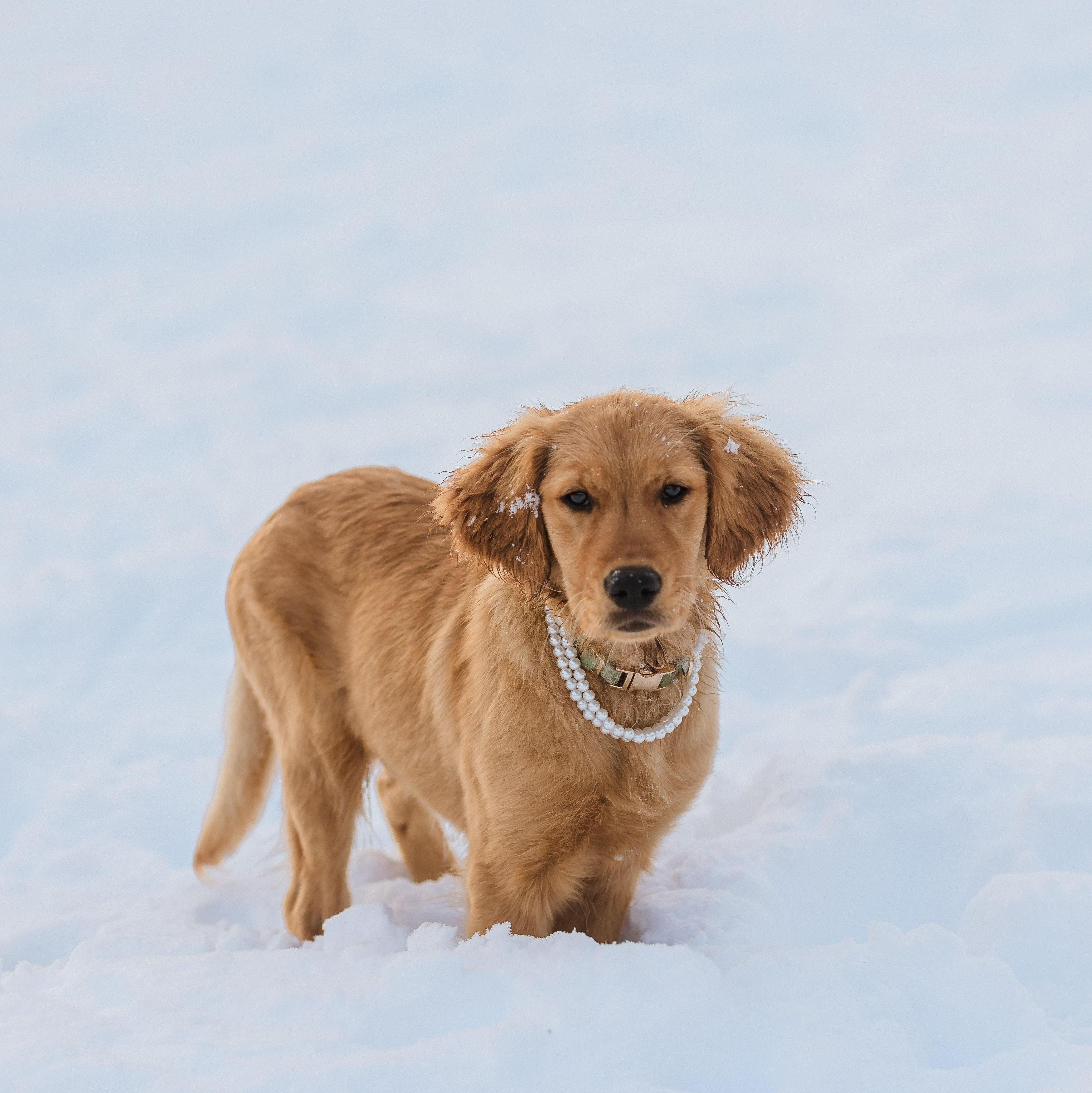 New addition to our family, Ivy!