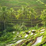 Wander the rice terraces in Ubud