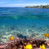 Snorkeling: Two Step or Kahaluu Beach Park for beginners