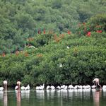 Caroni Swamp