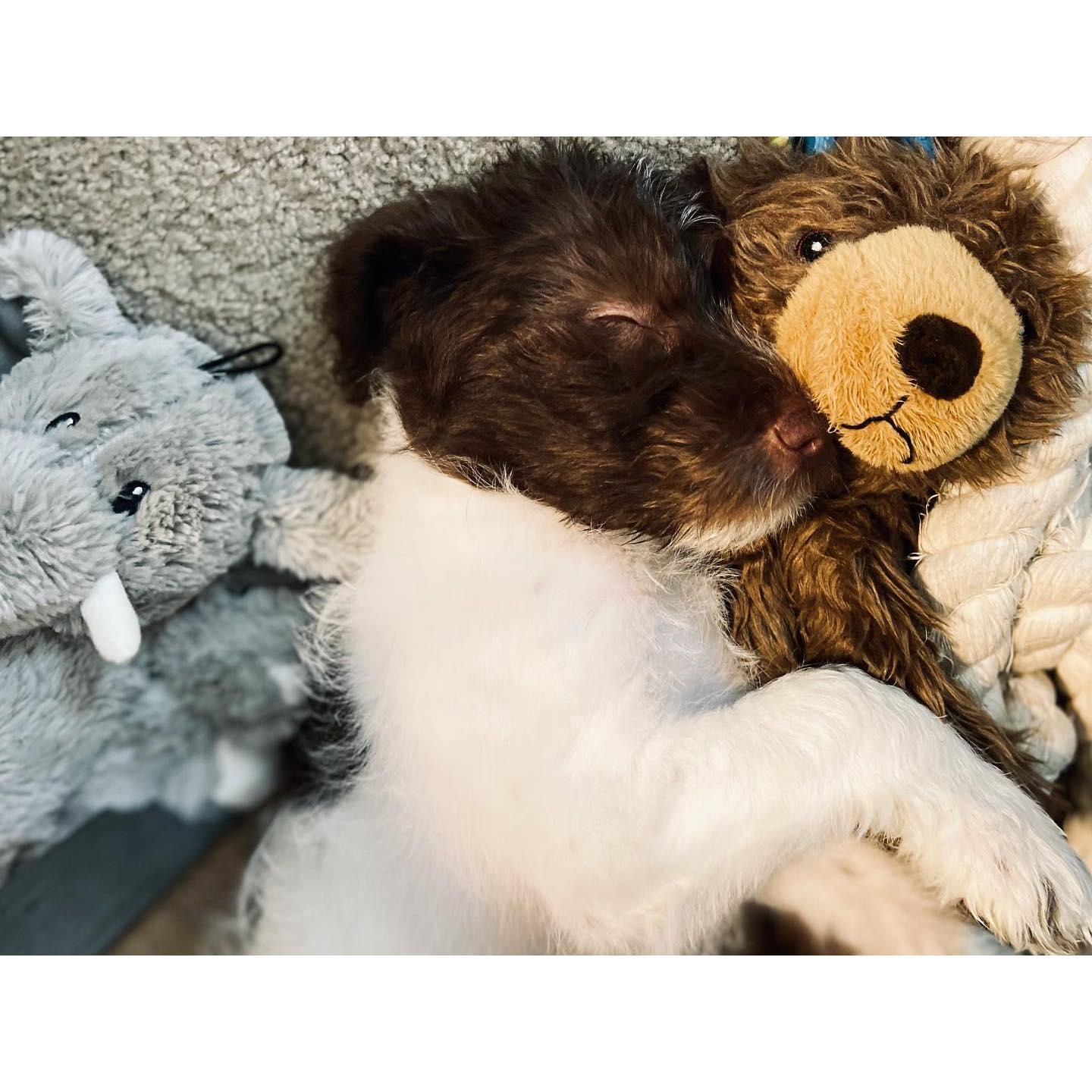 Adopted Oliver April 2021