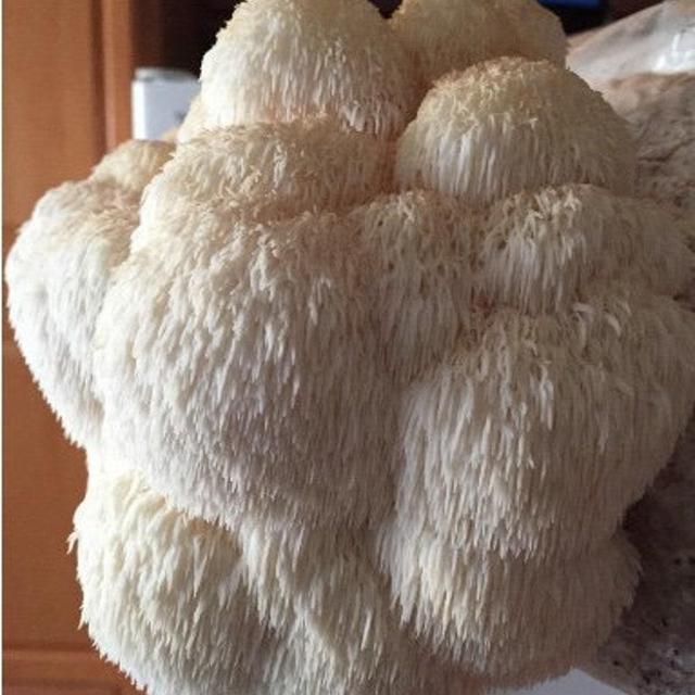 Lion's Mane Mushroom Growing Kit