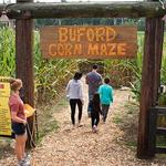 Buford Corn Maze