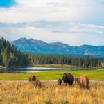 Yellowstone National Park