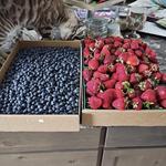 Four Seasons Farmers Market