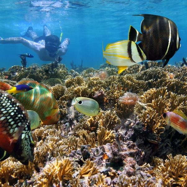 Honeymoon Snorkeling Trip