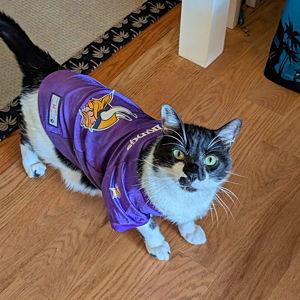 Year's Supply Of Cat Treats