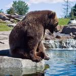Minnesota Zoo