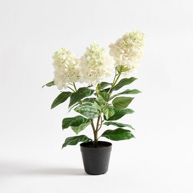 Potted Cone Hydrangea, 22" - White