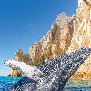 Whale Watching Tour