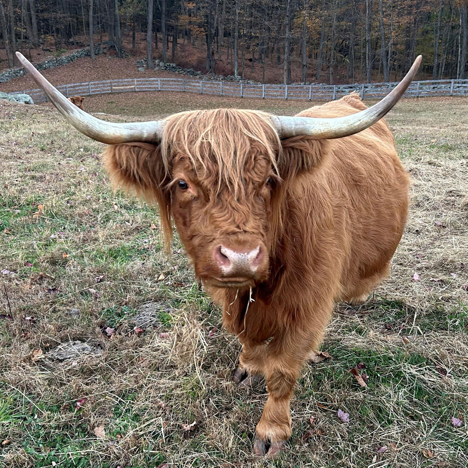 Petunia