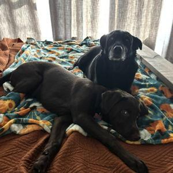 Petsmart & Camp Bow Wow Fund