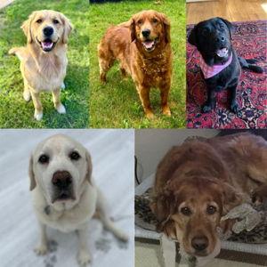 Golden Bond Rescue Donation