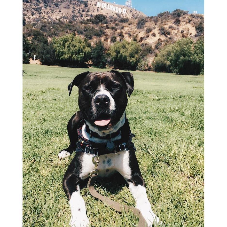 Diggy in front of the Hollywood sign.