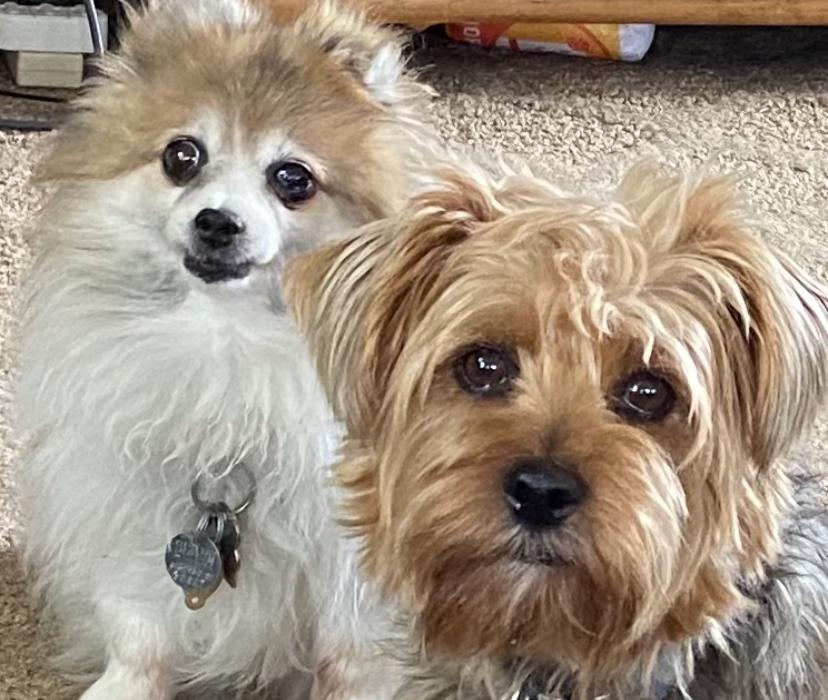 Carolyn’s dogs, Snickerdoodles & Toby