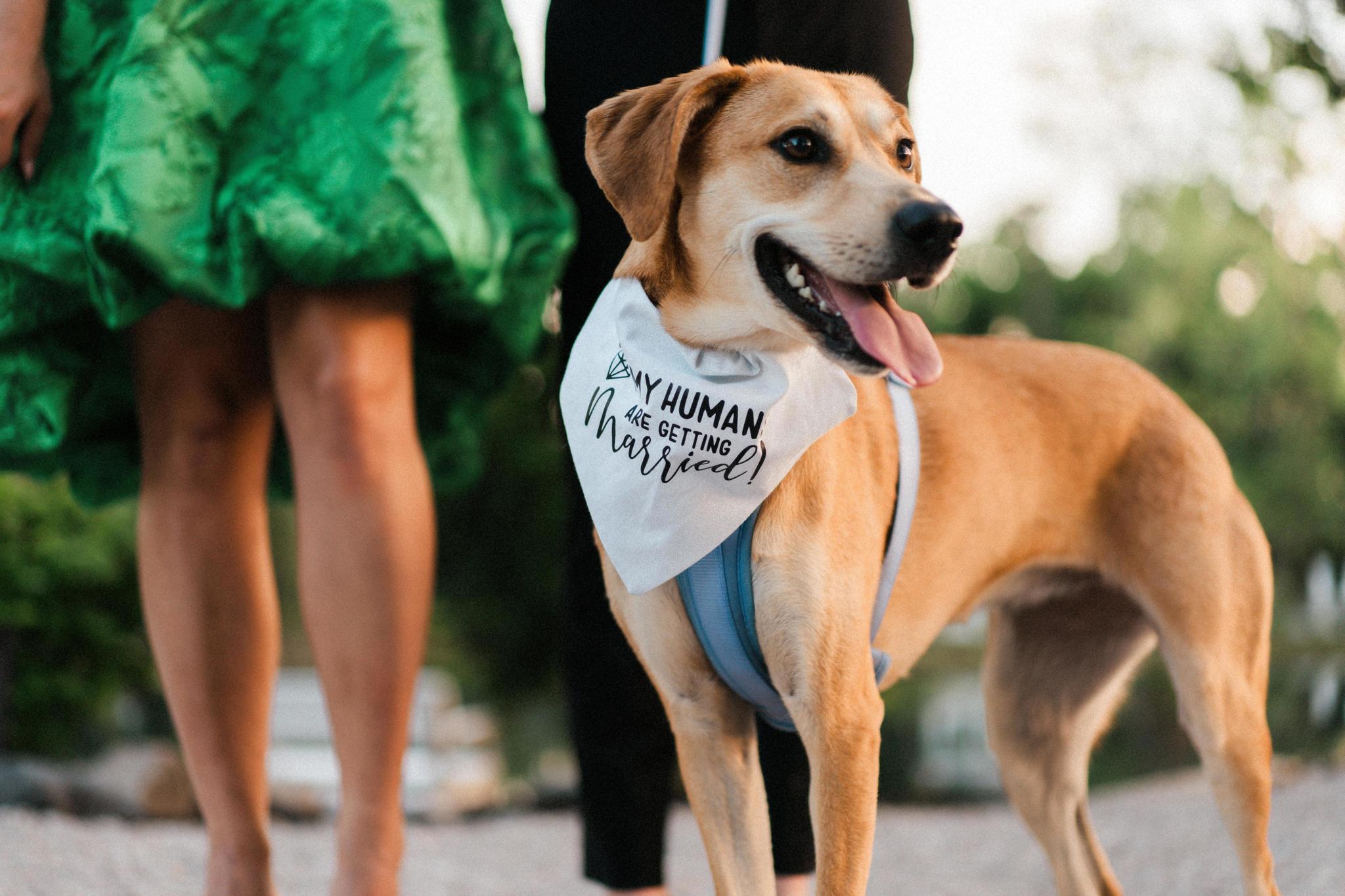 The Wedding Website of Zack Pirik and Molly Morrow