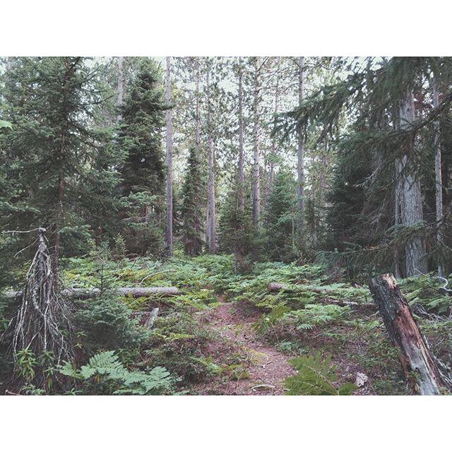 August 23rd, 2015:
Exploring the forests of the Upper Peninsula. 🌳