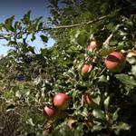 1. Apple Picking at Spiller Farm