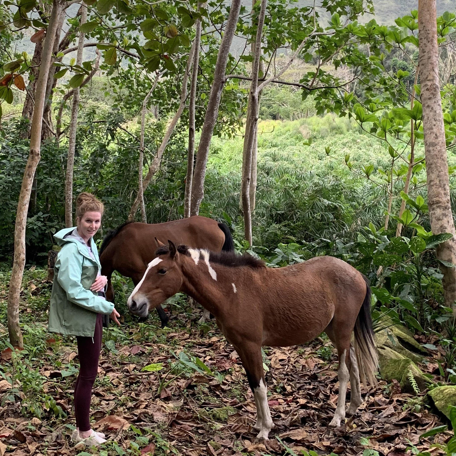 Feeding wild horses in Hawaii (which was, in hindsight, a terrible idea)